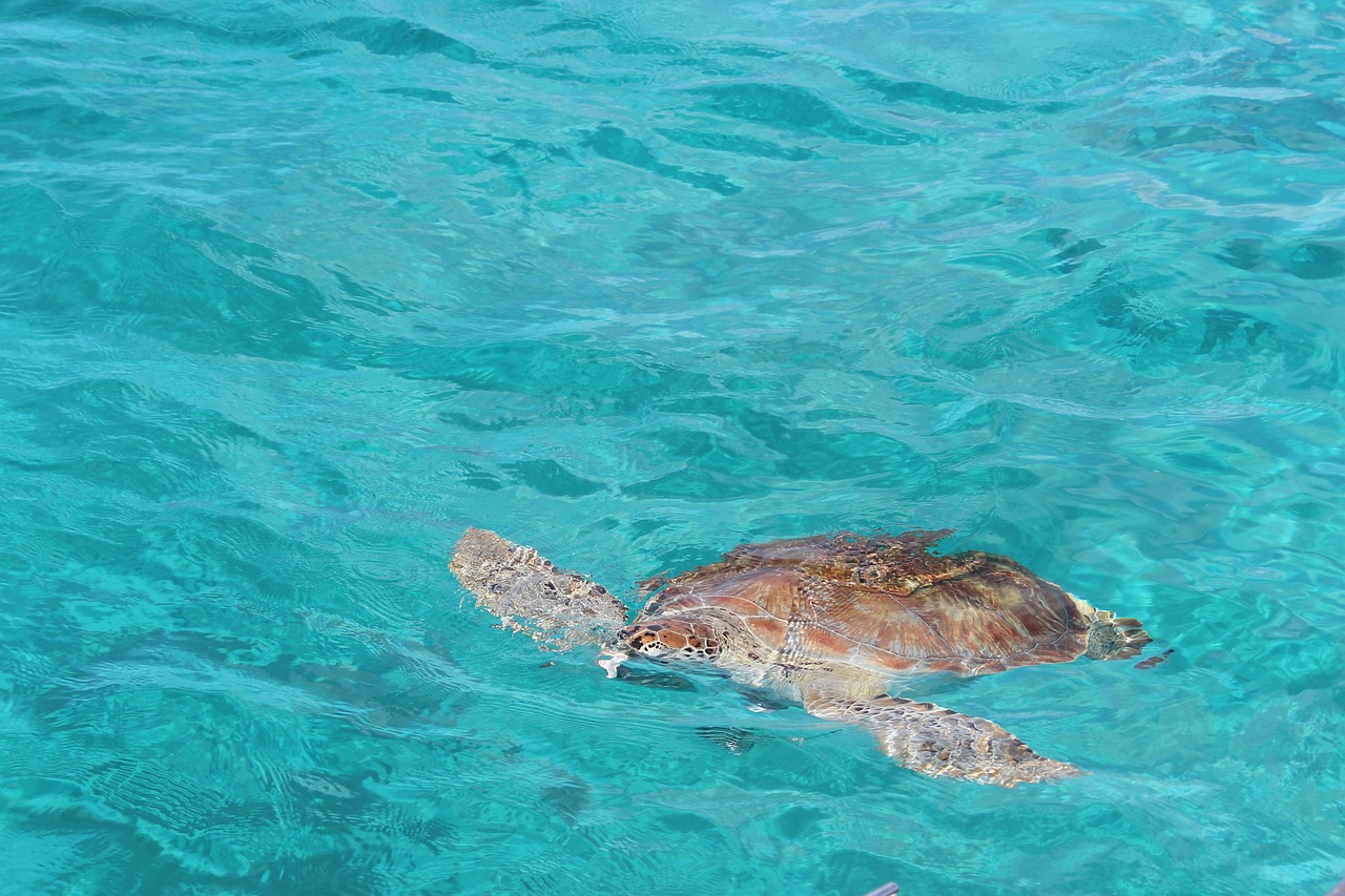 Top 10 Pristine Beaches in Guadeloupe: From Golden Sands to Wild Atlantic Coves